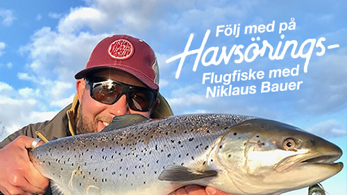 Flugfiske efter havsöring med Niklaus Bauer!