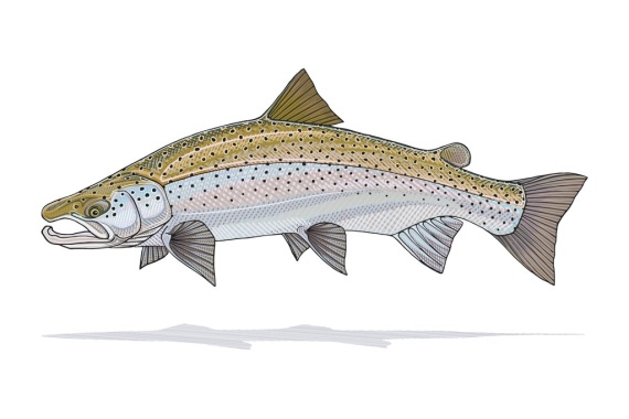 Atlantic Salmon Prints - Casey Underwood i gruppen Övrigt / Presenter & Presenttips hos Fishline (CPU_SalmonSmallr)