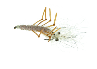 Honey Shrimp Tan Daiichi 1710 #6 i gruppen Fiskedrag / Flugor / Kustflugor hos Fishline (FL12025)