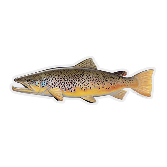 RepYourWater Sticker - Brown Trout i gruppen Övrigt / Klistermärken & Dekaler hos Fishline (NFD9717)