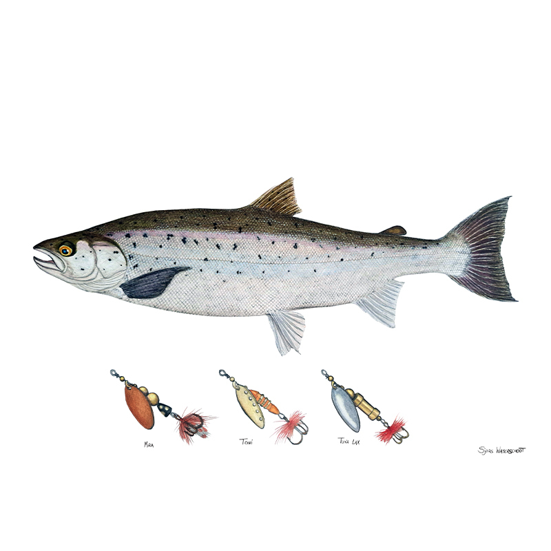 Myran Lax Poster inkl. ram i gruppen Superdeals-se / Paketpris hos Fishline (NFS50-2)