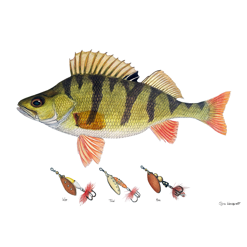 Myran Abborre Poster inkl. ram i gruppen Superdeals-se / Paketpris hos Fishline (NFS50-5)