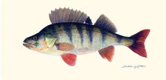 Poster Perch 23x50cm i gruppen Övrigt / Klistermärken & Dekaler hos Fishline (Perchposter)