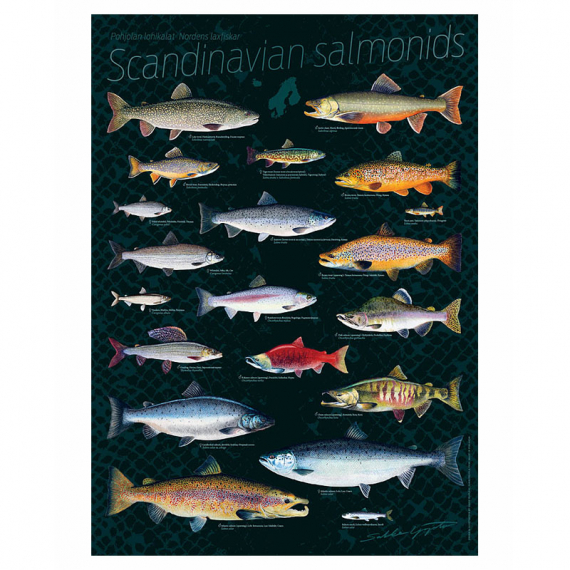 Poster Scandinavian Salmonids 50x70cm i gruppen Övrigt / Klistermärken & Dekaler hos Fishline (VD-1004)