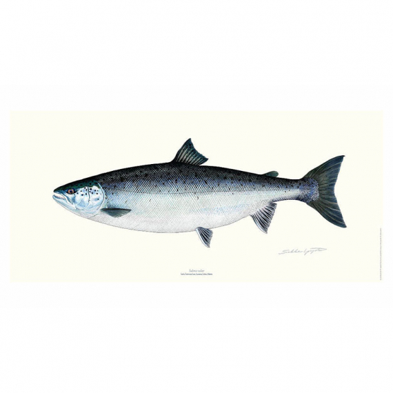 Poster Salmon 23x50cm i gruppen Övrigt / Klistermärken & Dekaler hos Fishline (VD-1113)