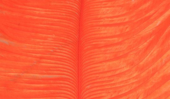 Struts plym - Orange i gruppen Krok & Småplock / Flugbindning / Flugbindningsmaterial / Fjädrar & Nackar / Övriga Fjädrar hos Fishline (W-OP012)