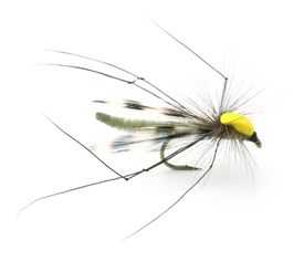 Parachute Longlegs - 10