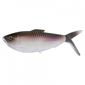 American Shad