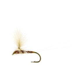 Ignita Dun Ginger TMC100 #16