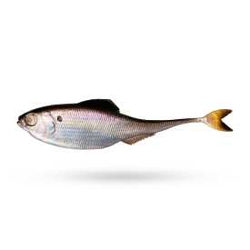 6th Sense Fiction Shad 3,4'' 8,6cm (5-Pack) - Live Gizzard Shad