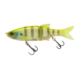 White Gill Orange Belly