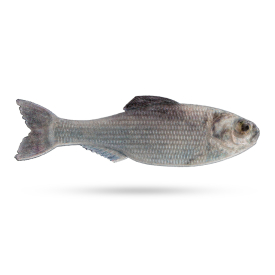 6th Sense Panorama, 2,8'' - Live Shad