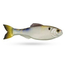 4K Shad
