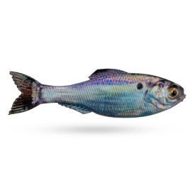 Live Gizzard Shad