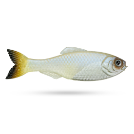 6th Sense Panorama, 3,5'' - Pro Blue