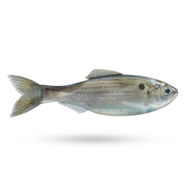 Live Threadfin Shad