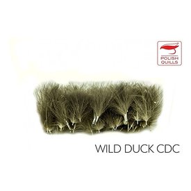 Polish Quill Wild Duck CDC