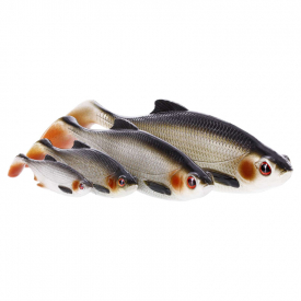 Westin Ricky the Roach (1-pack)