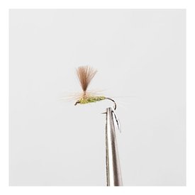 Olive Flash # 12