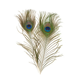 Peacock - Eye Top