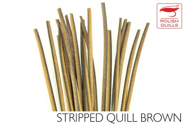 Polish Quill Hand Stripped Quill