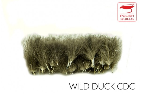 Polish Quill Wild Duck CDC